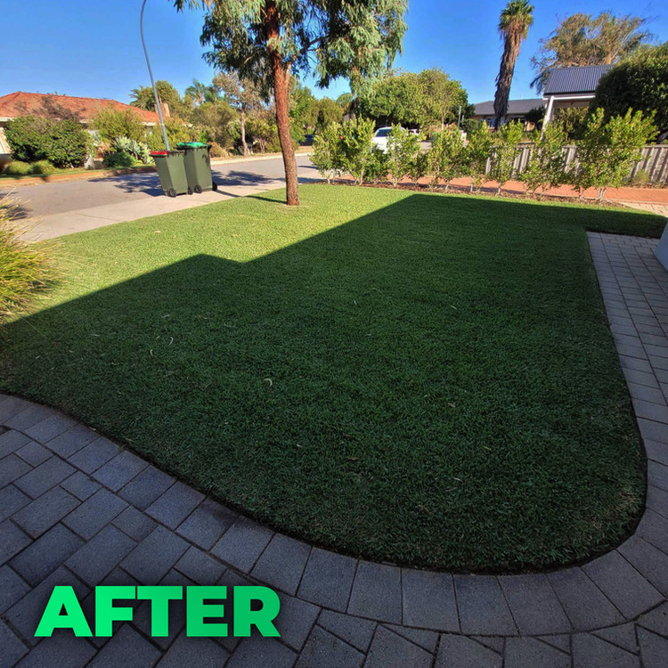 The Best Weed Control in Perth Is a Thick, Healthy Lawn