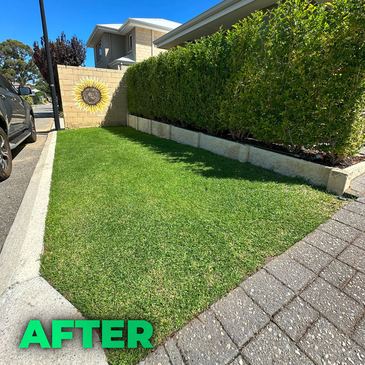 Core Aeration: The Most Underrated Fix for Tired Perth Lawns